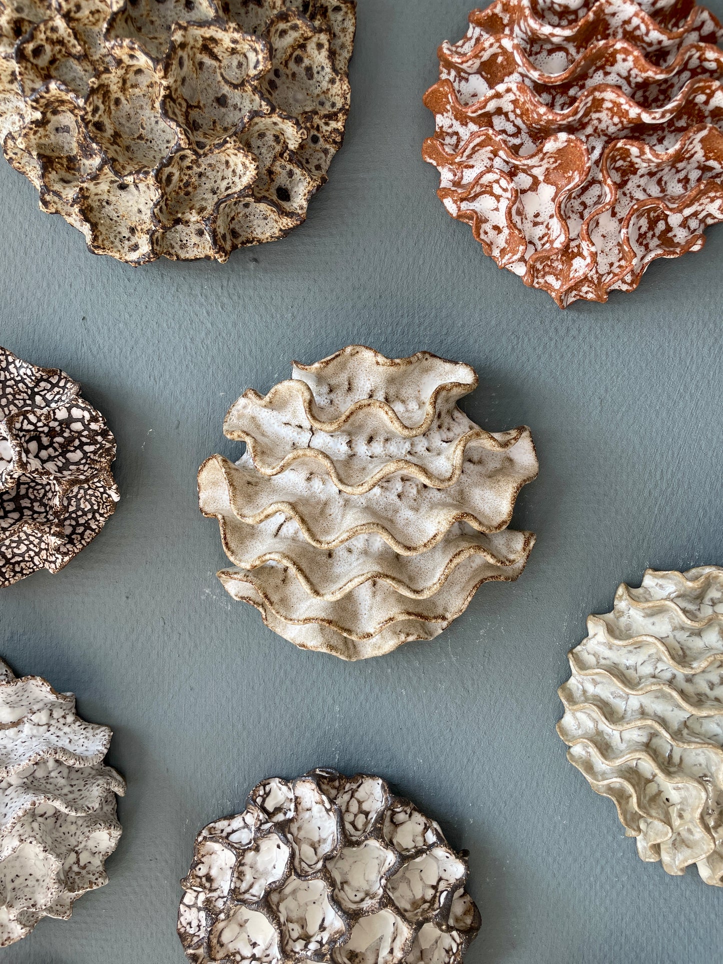 Wall coral 04399