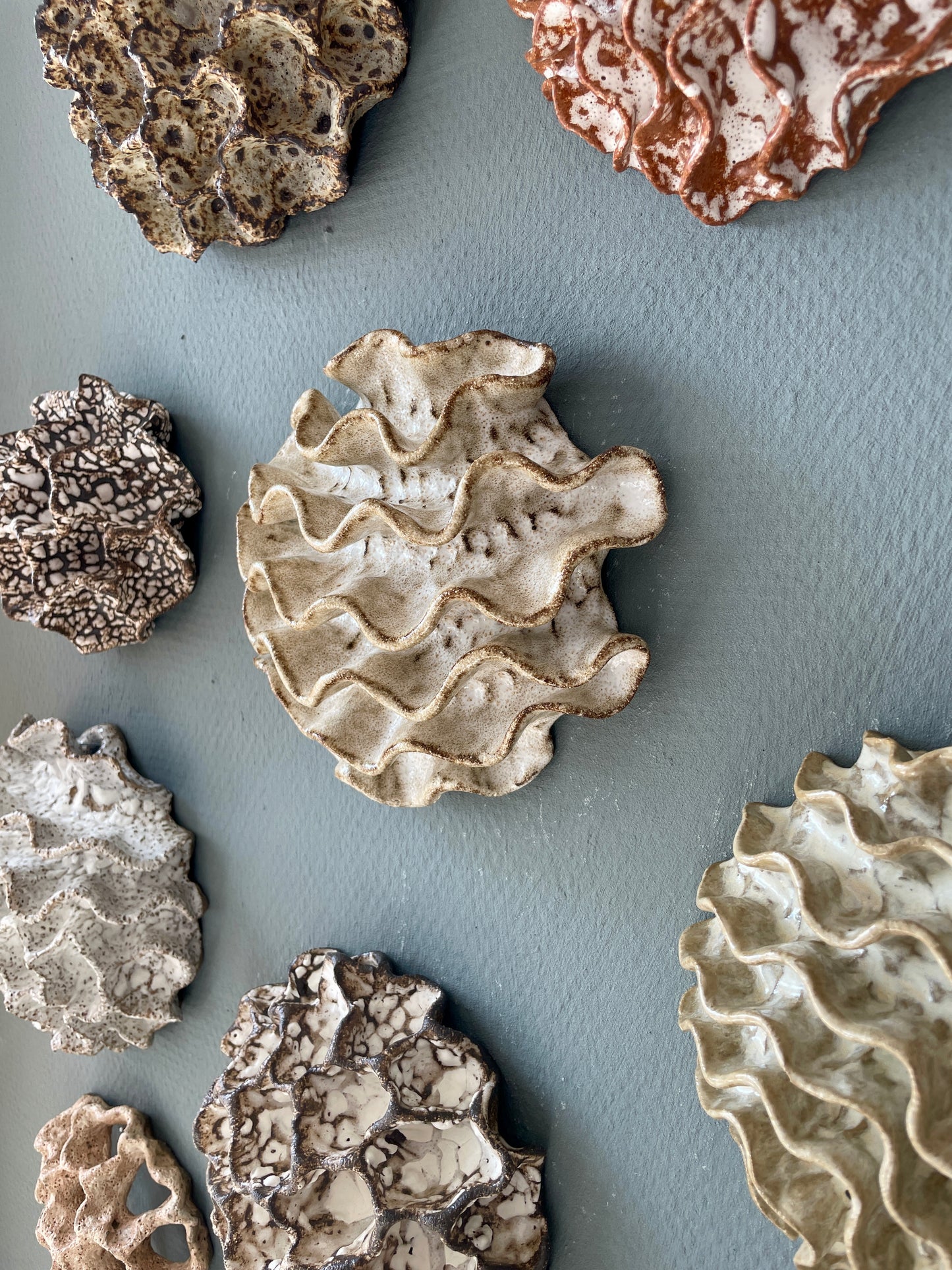 Wall coral 04399