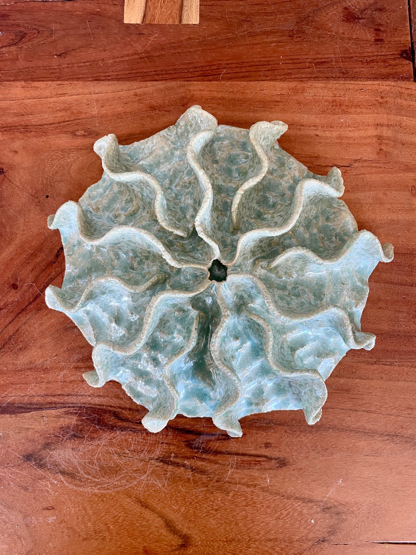 Wall coral 04427