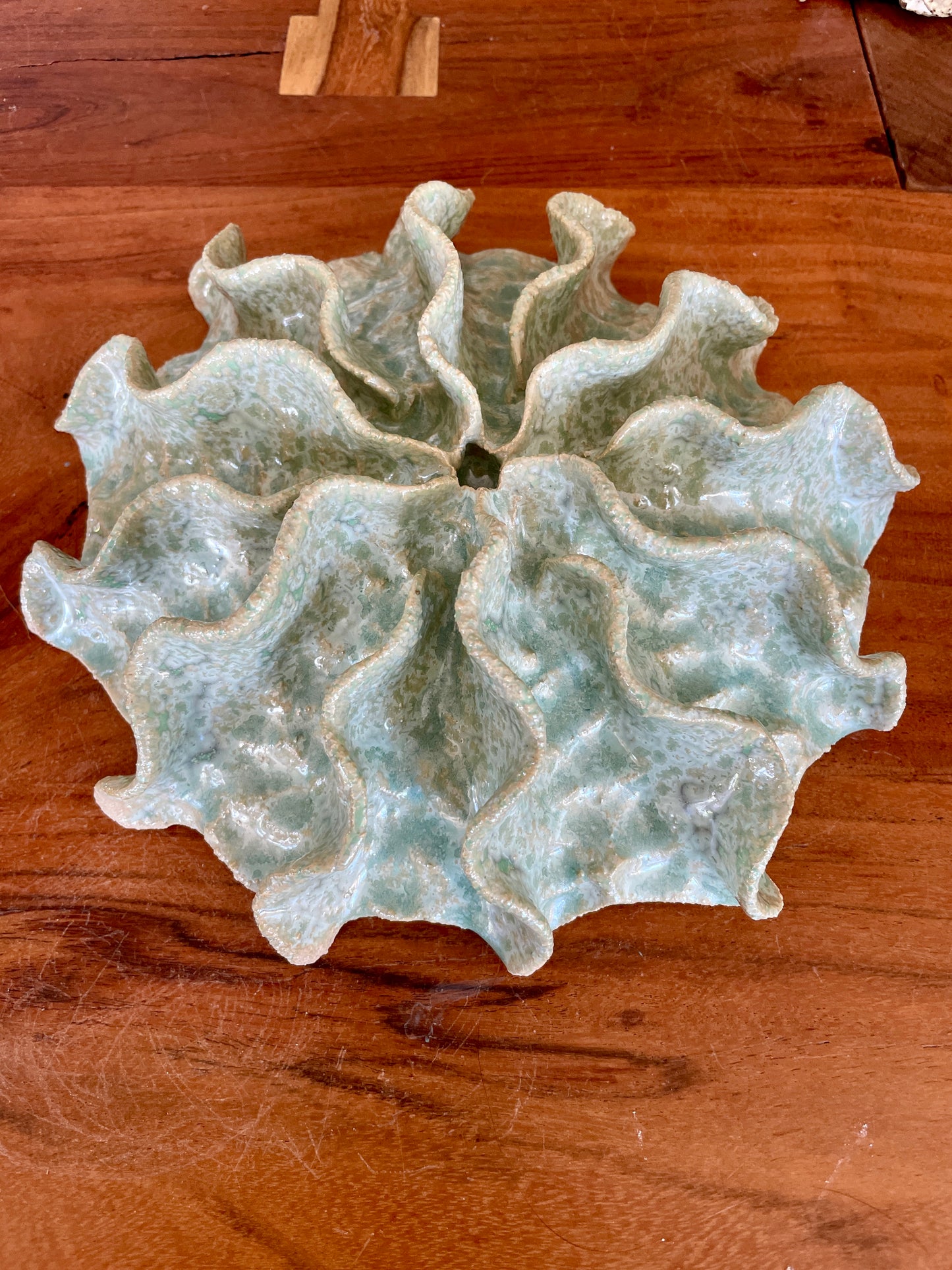 Wall coral 04427