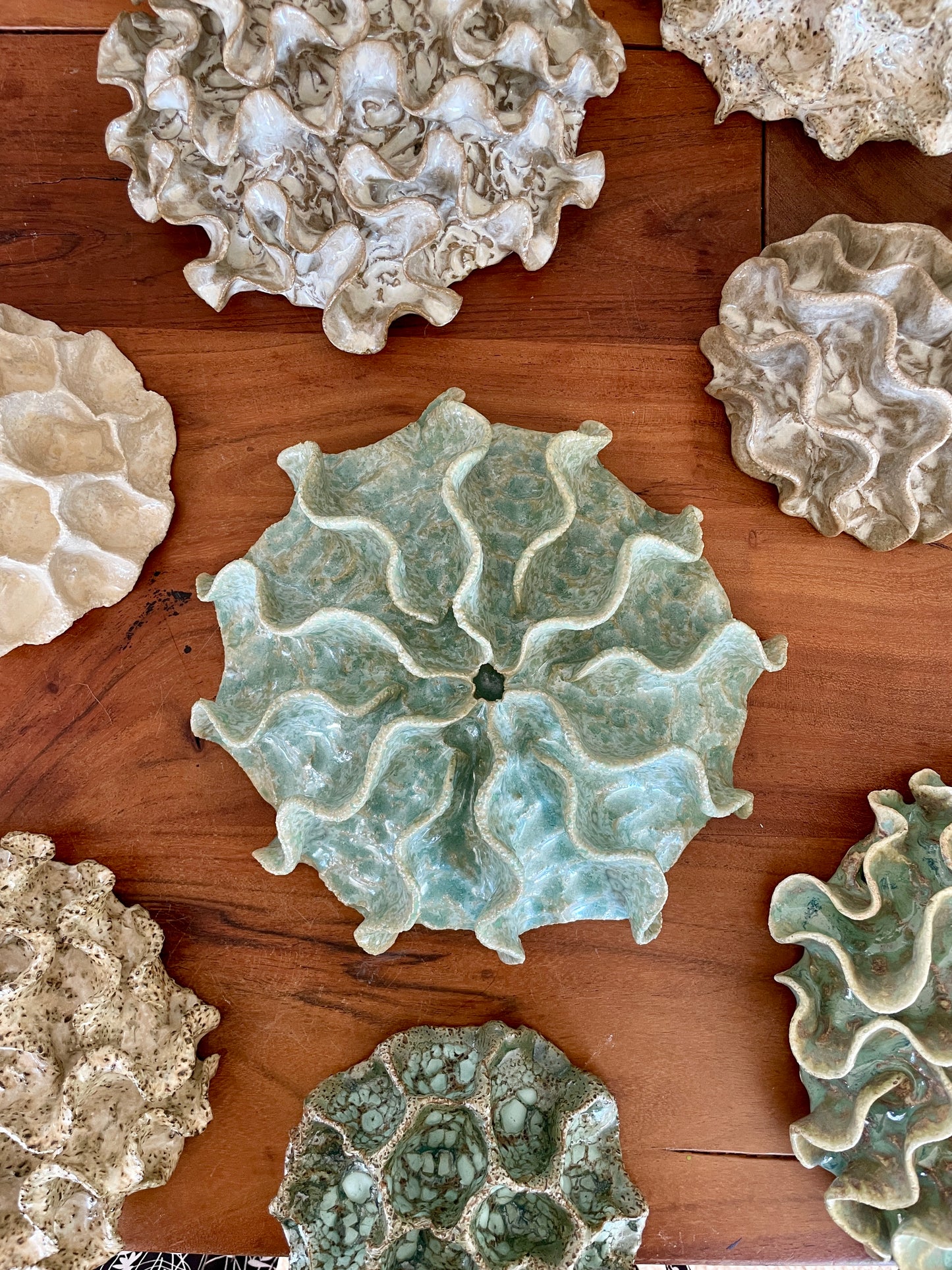 Wall coral 04427