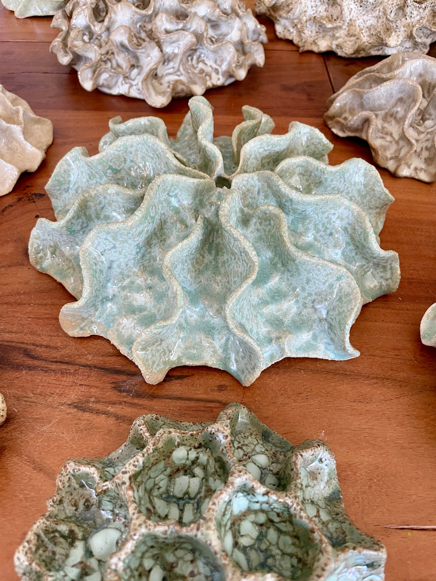 Wall coral 04427