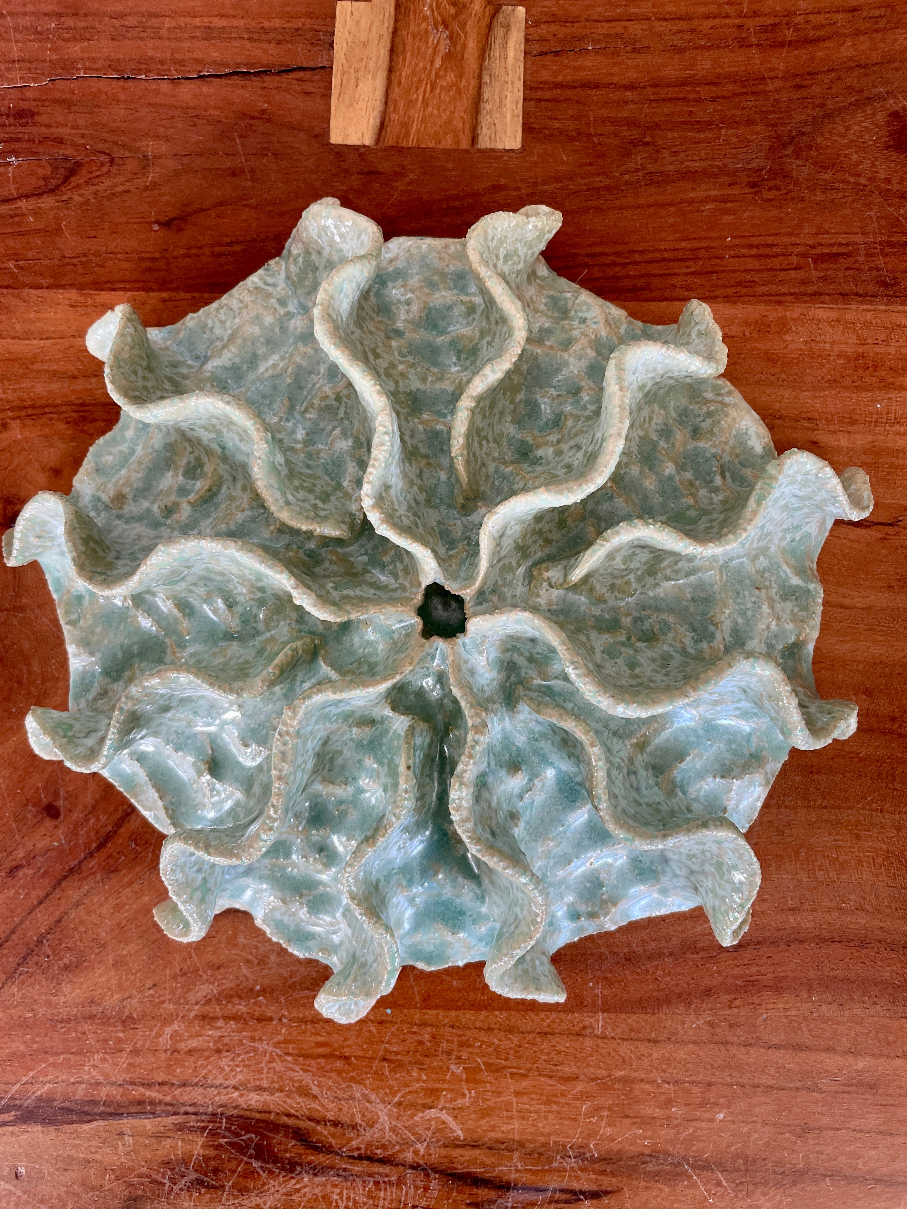 Wall coral 04427