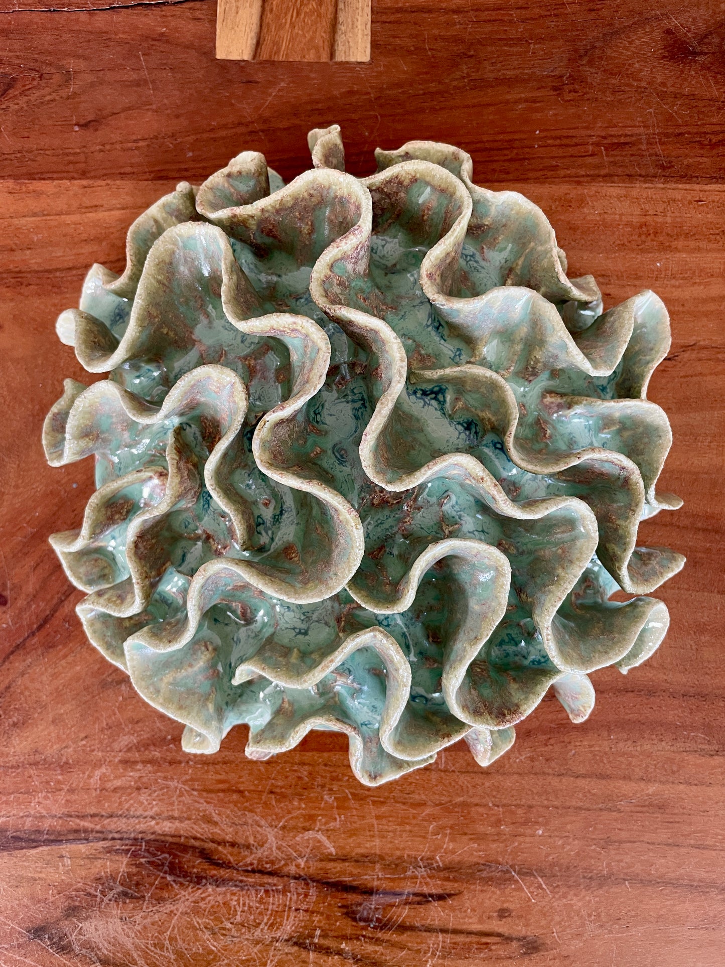 Wall coral 04429