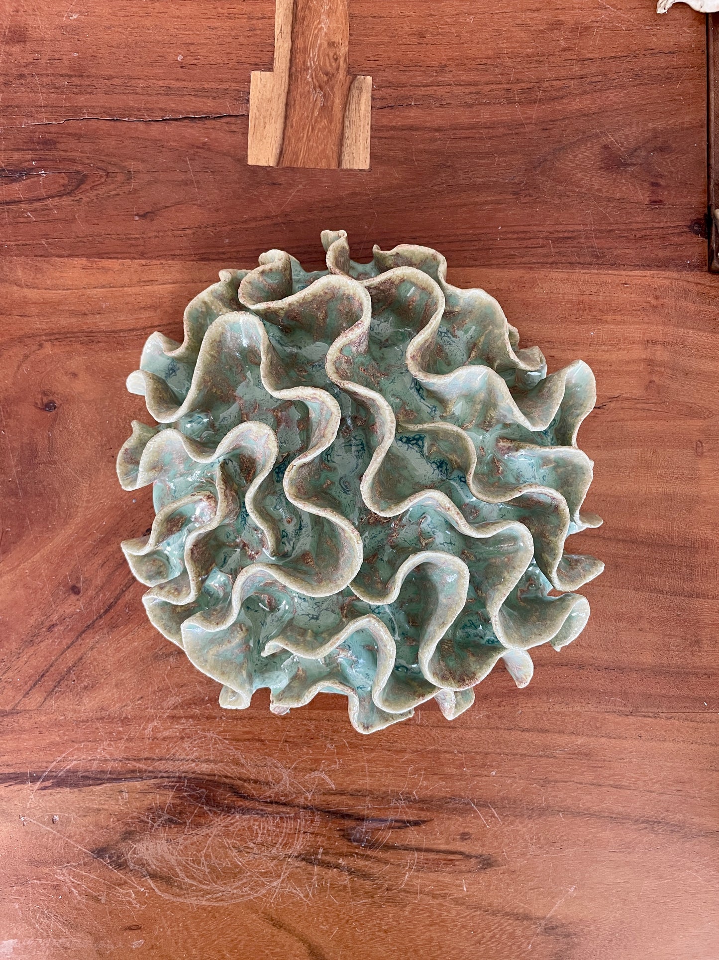 Wall coral 04429