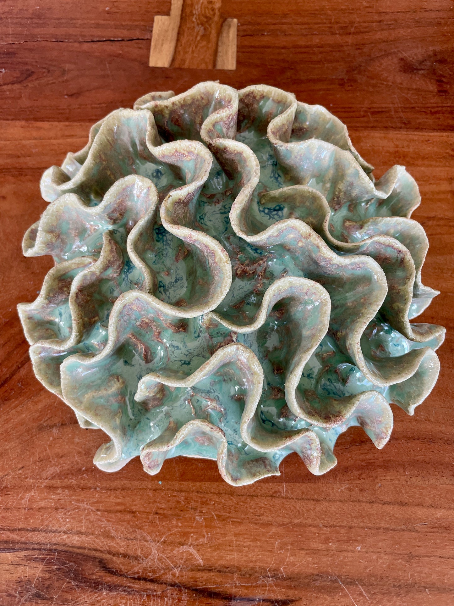 Wall coral 04429