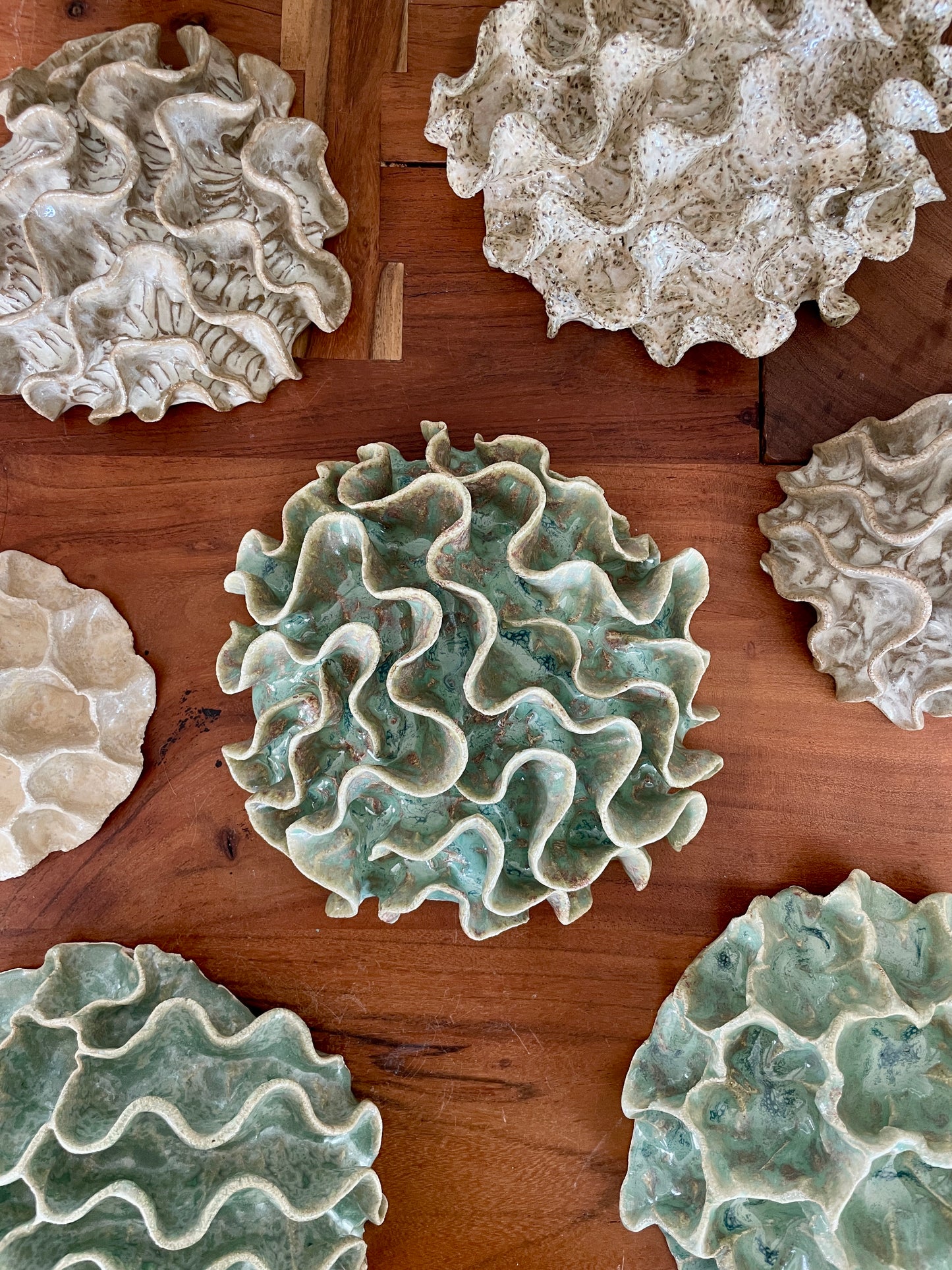 Wall coral 04429